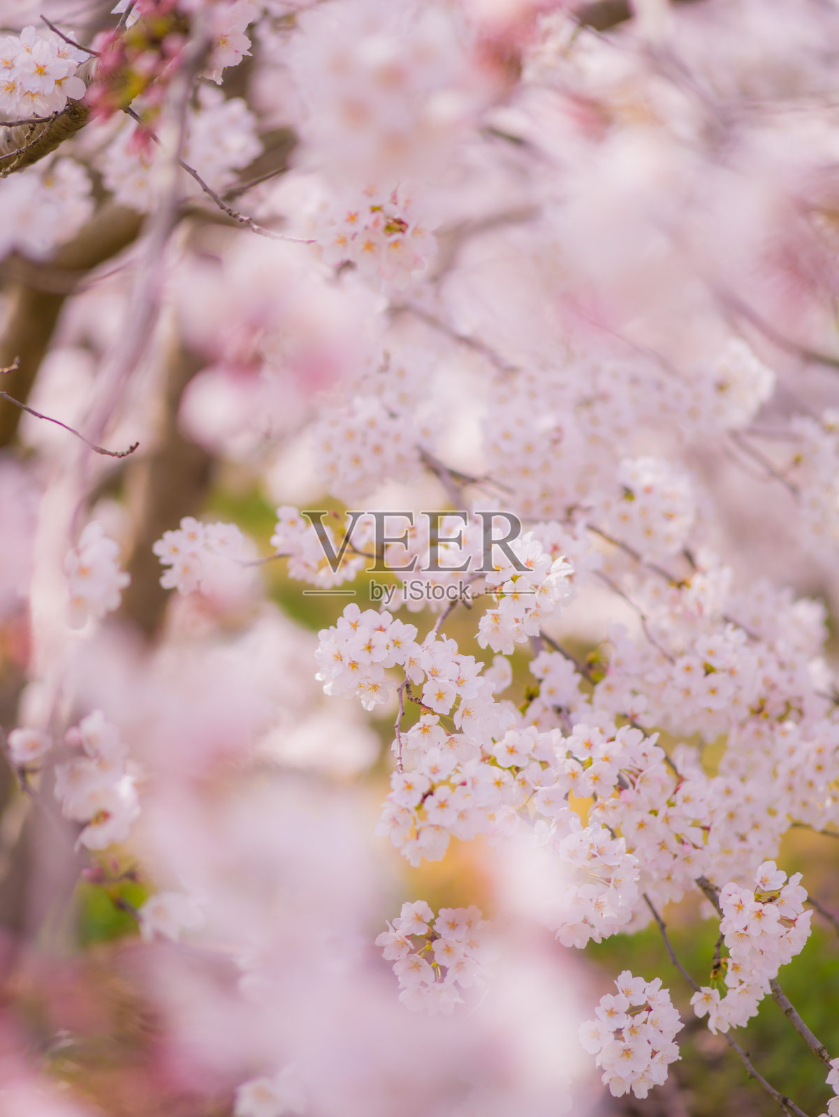 樱花30照片摄影图片