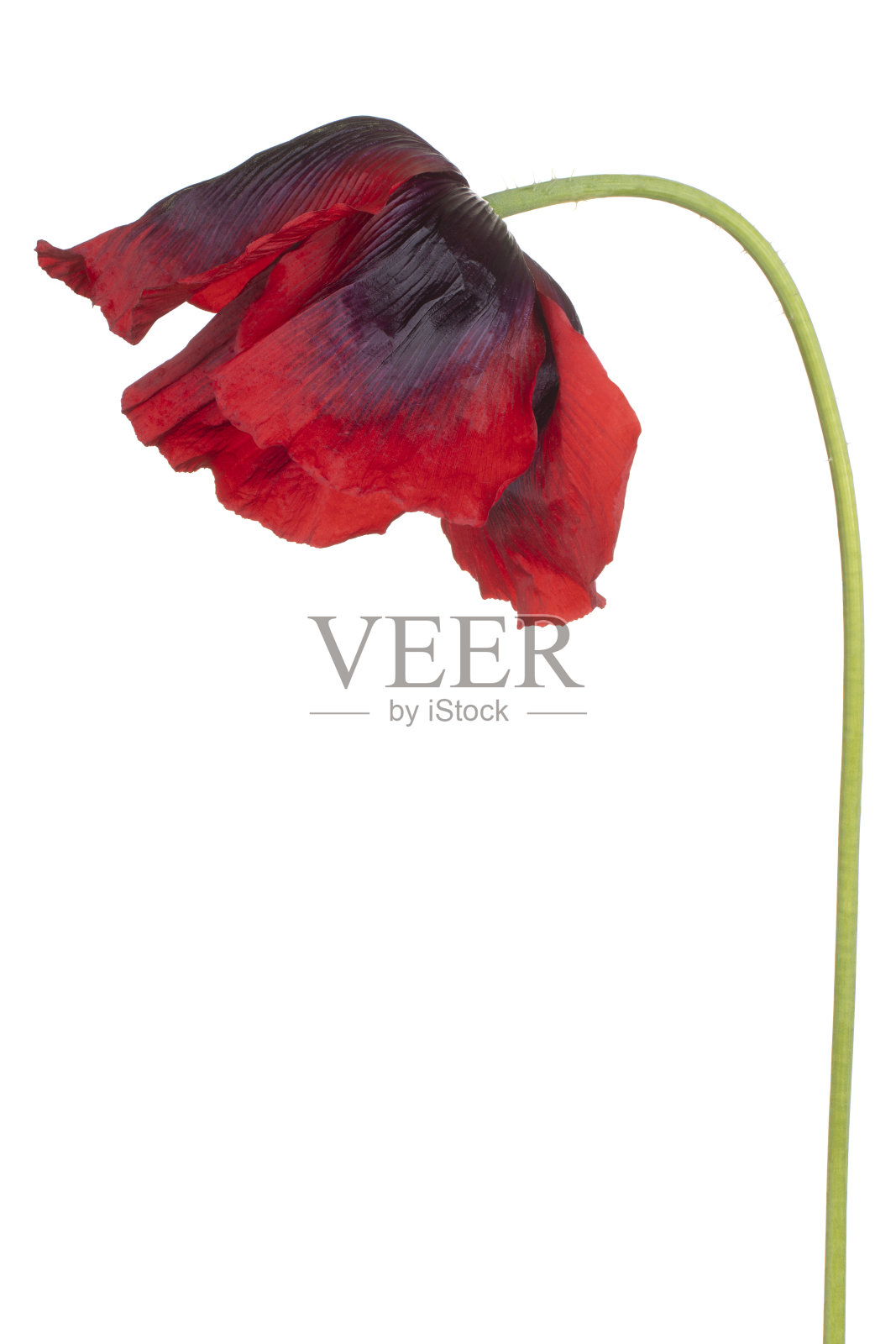 花孤立照片摄影图片