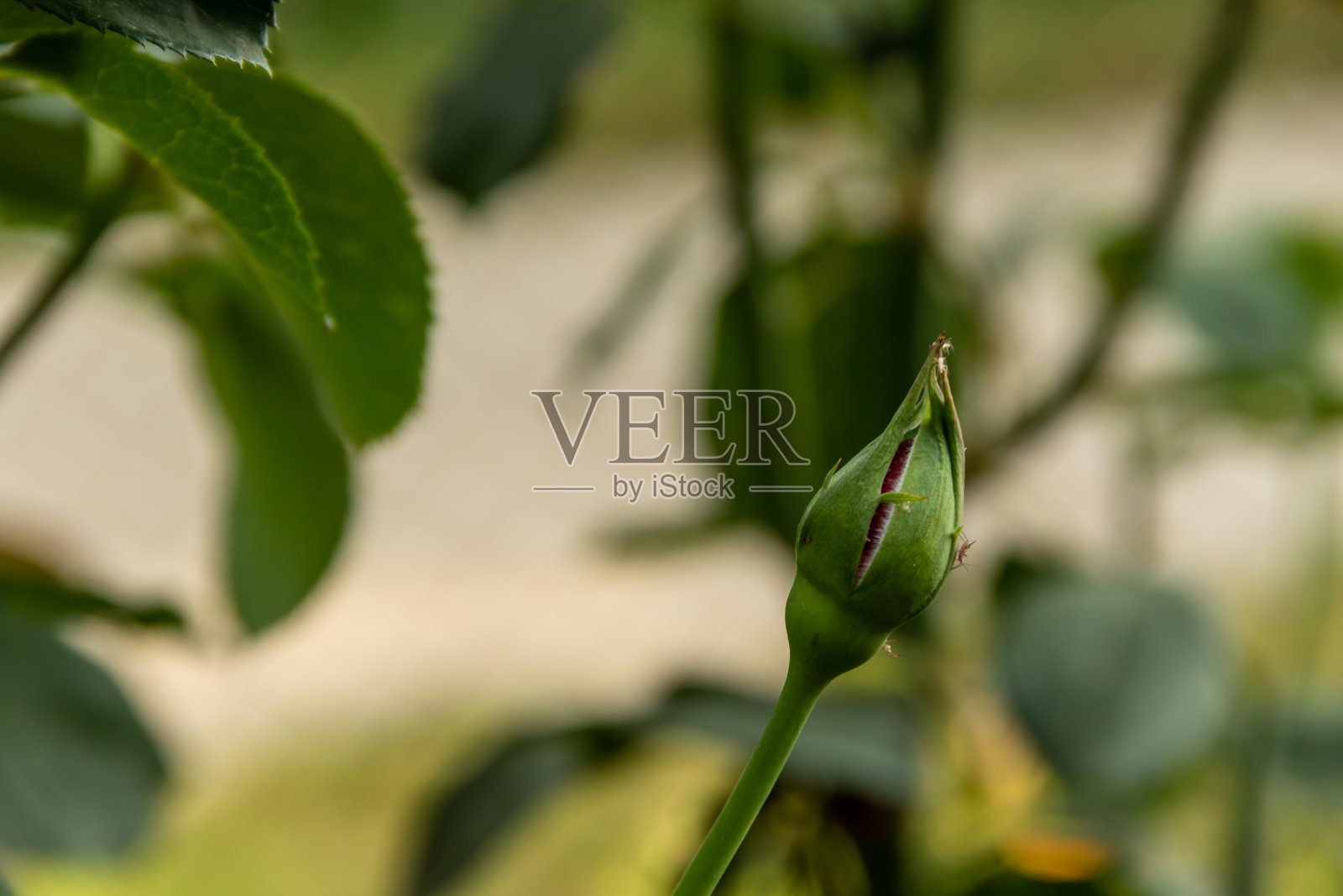 红玫瑰茎上的幼芽照片摄影图片