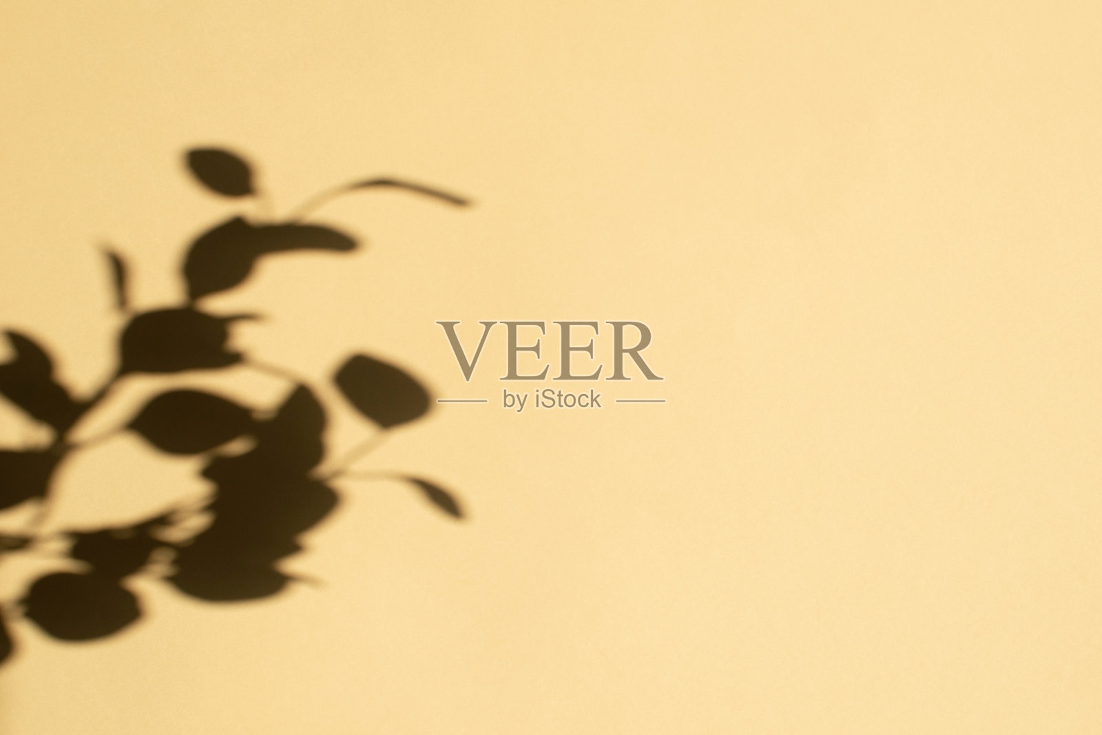 米色墙壁上的树叶阴影与文本空间形成对比。现代的背景。照片摄影图片