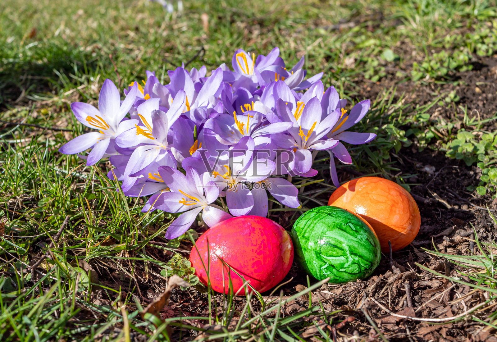 公园里有许多带着复活节彩蛋的番红花照片摄影图片