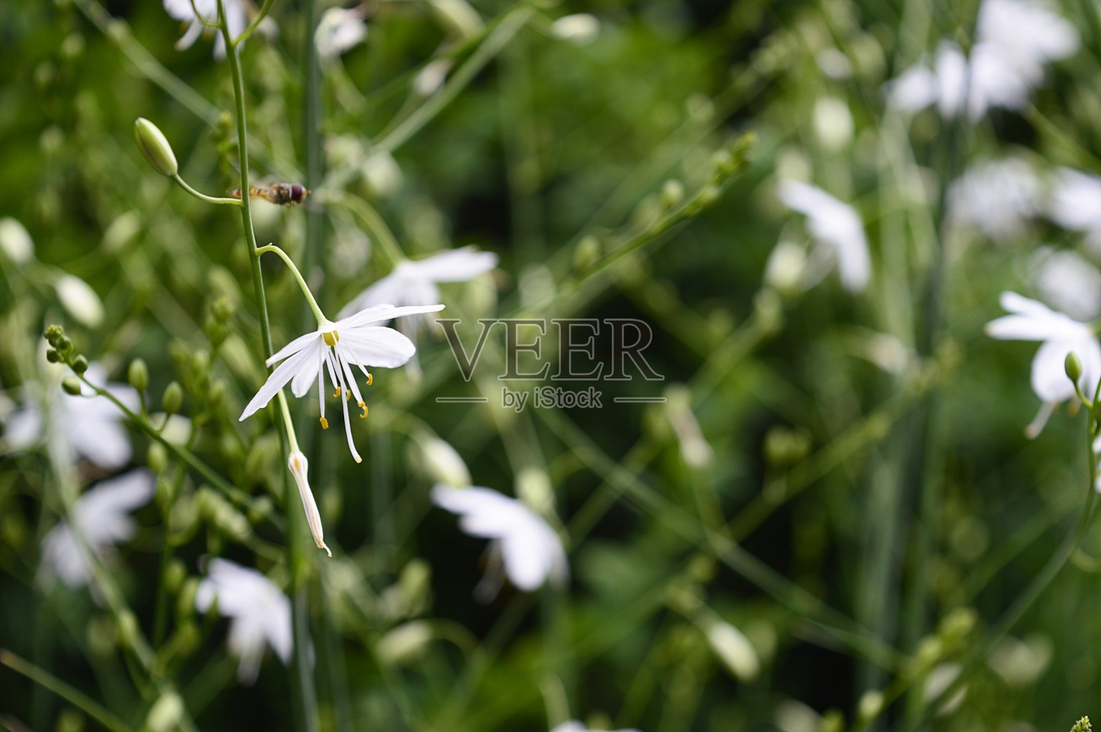 有白花的鹤嘴菊照片摄影图片