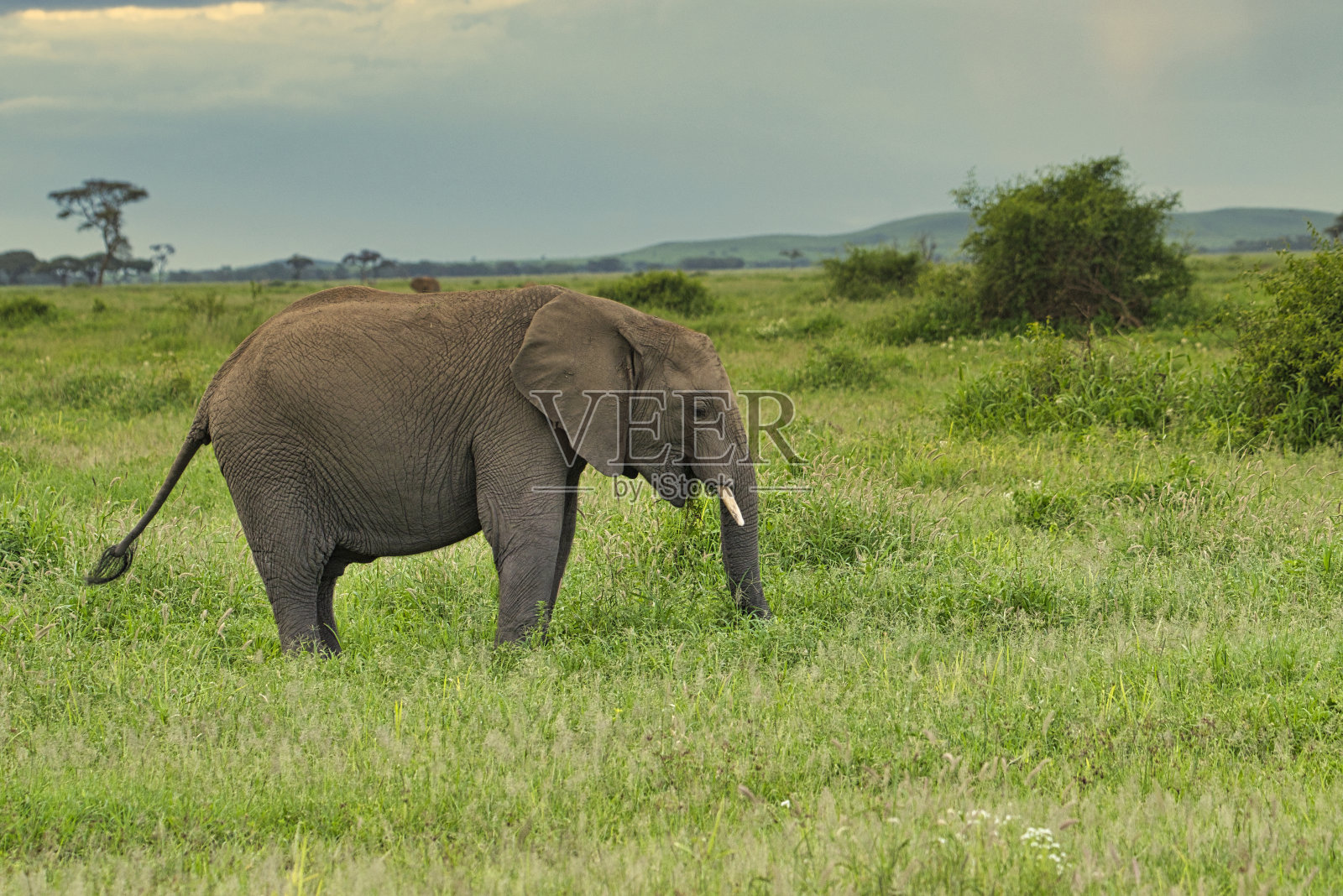 肯尼亚察沃东部和察沃西部国家公园的大象照片摄影图片
