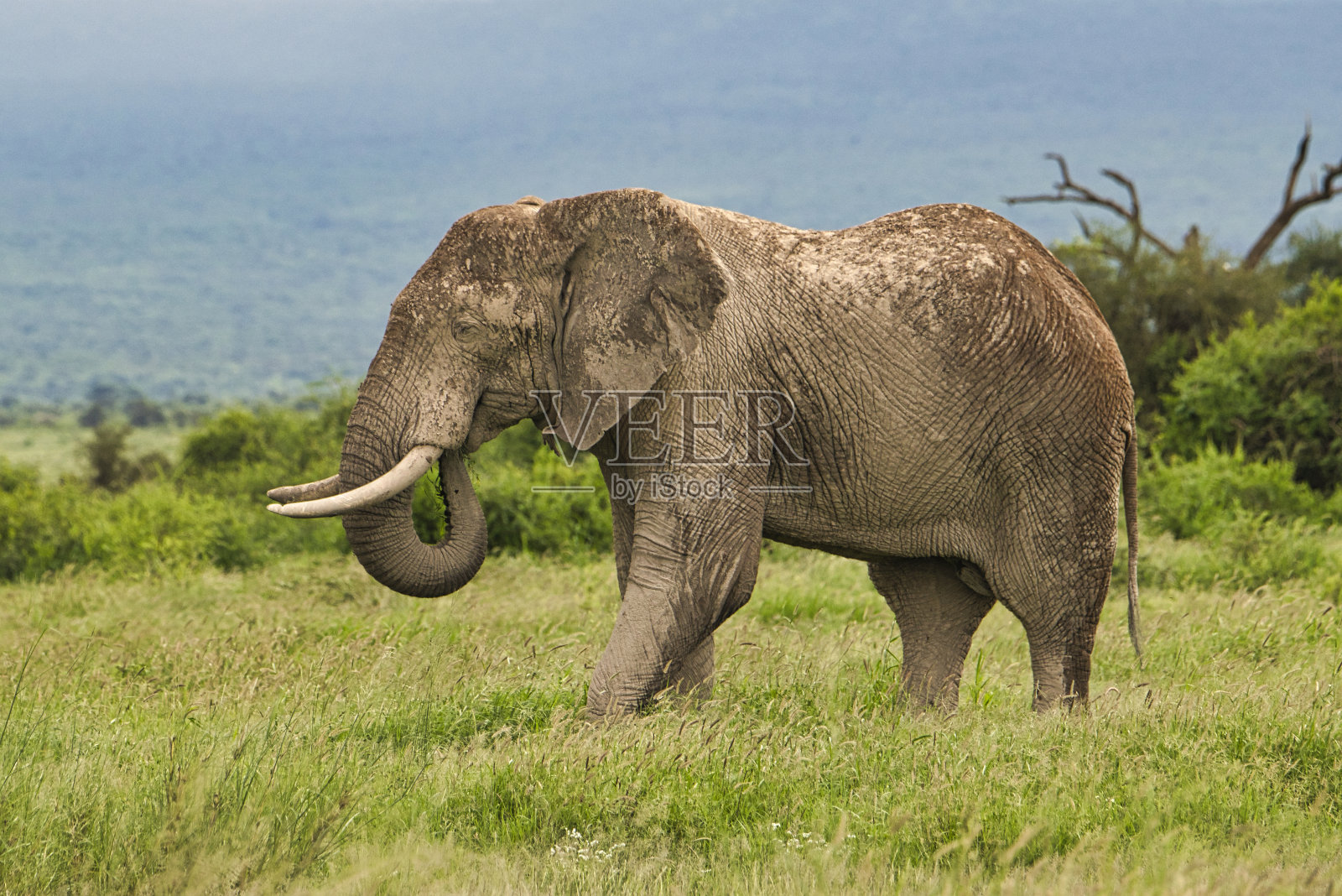 肯尼亚察沃东部和察沃西部国家公园的大象照片摄影图片