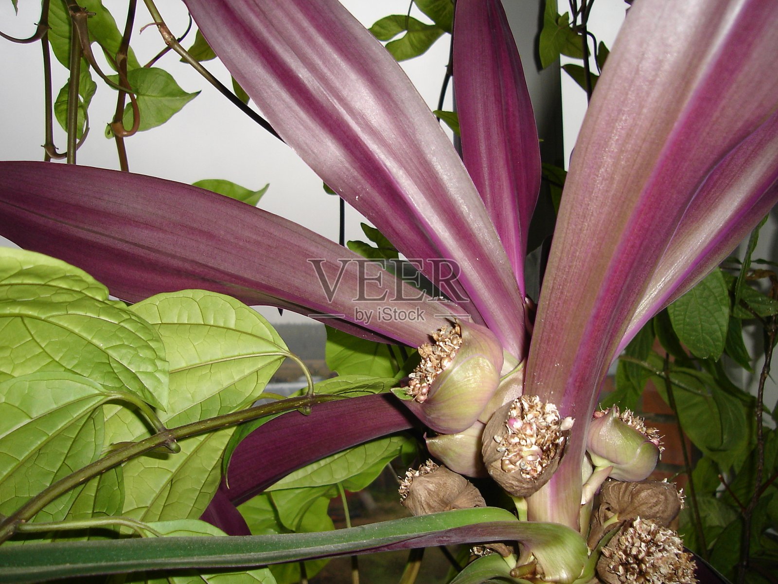 美丽娇艳、色彩鲜艳的花朵盛开着照片摄影图片