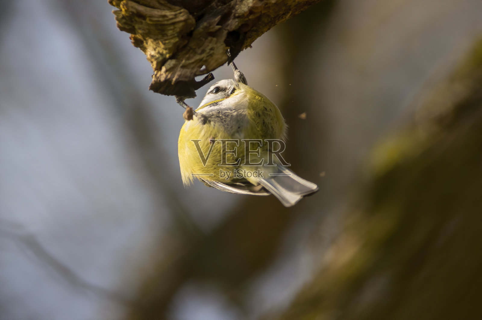 小鸟在美丽的绿色森林里照片摄影图片