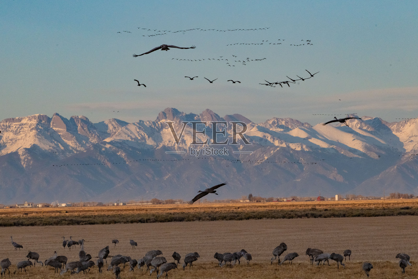 在蒙特维斯塔野生动物保护区,沙丘鹤在迁徙过程中飞过科罗拉多州中部照片摄影图片