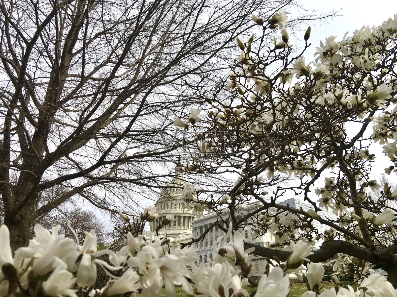 华盛顿特区国会山附近的樱花照片摄影图片