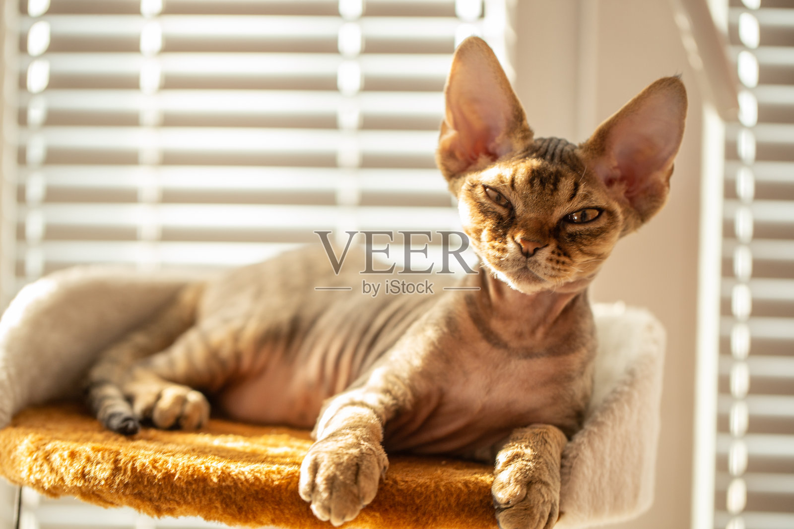 小猫刚从舒适的猫床上打盹醒来的照片照片摄影图片