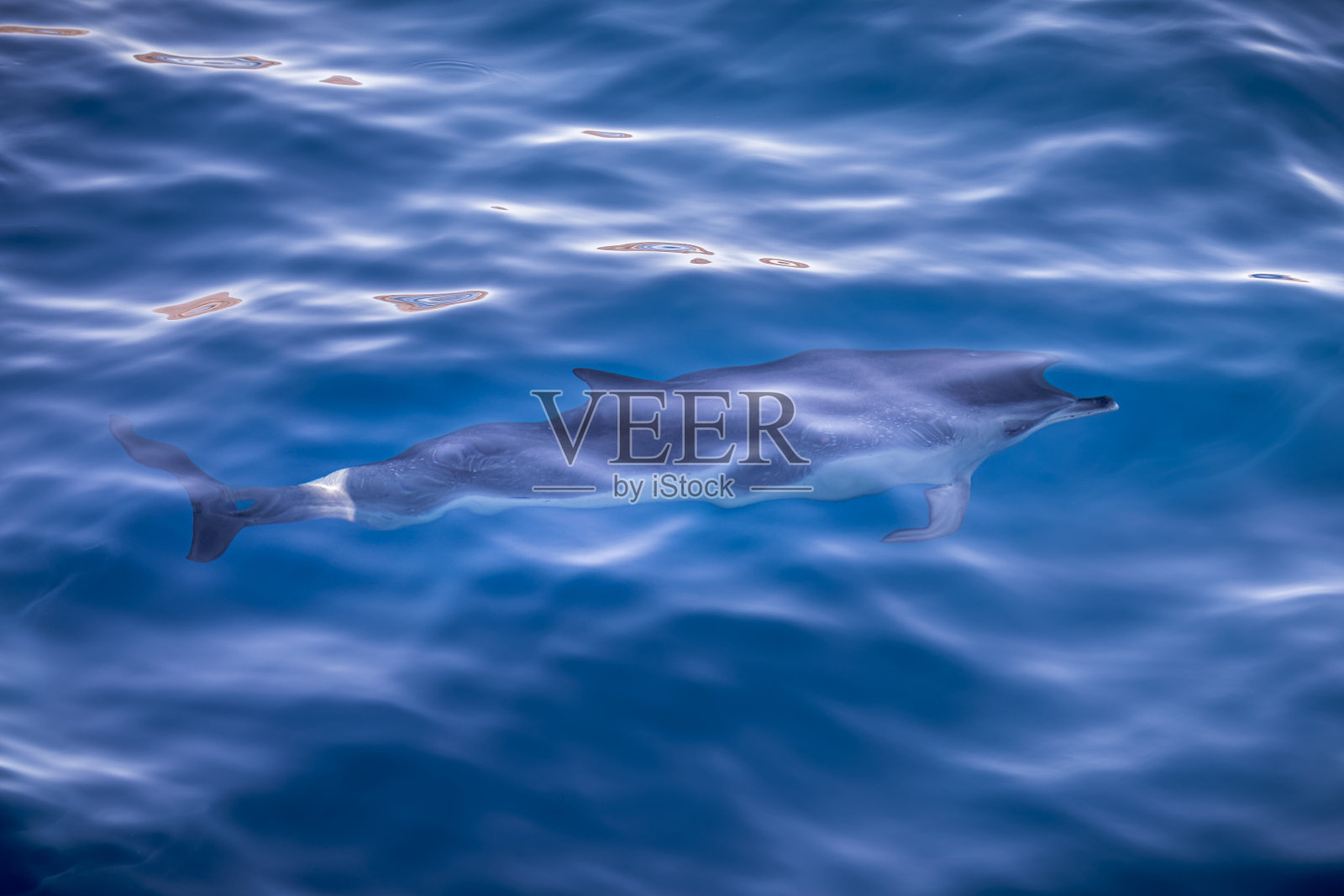 海洋中的斑点海豚照片摄影图片