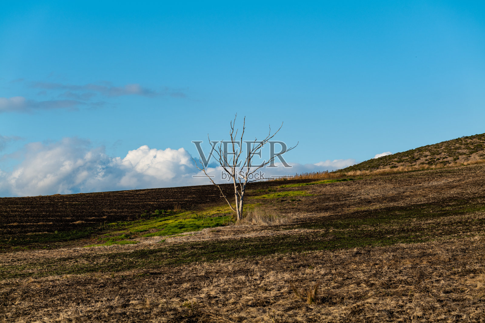 山坡上的光秃秃的树,背景是蓝色多云的天空照片摄影图片
