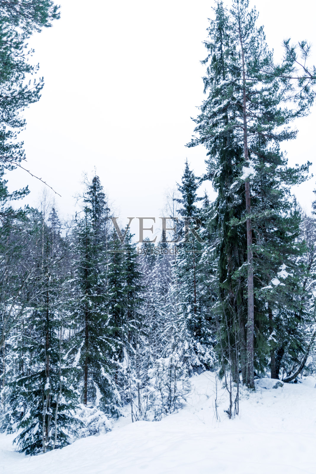 冬季斯堪的纳维亚森林降雪后的一个晴朗的日子照片摄影图片