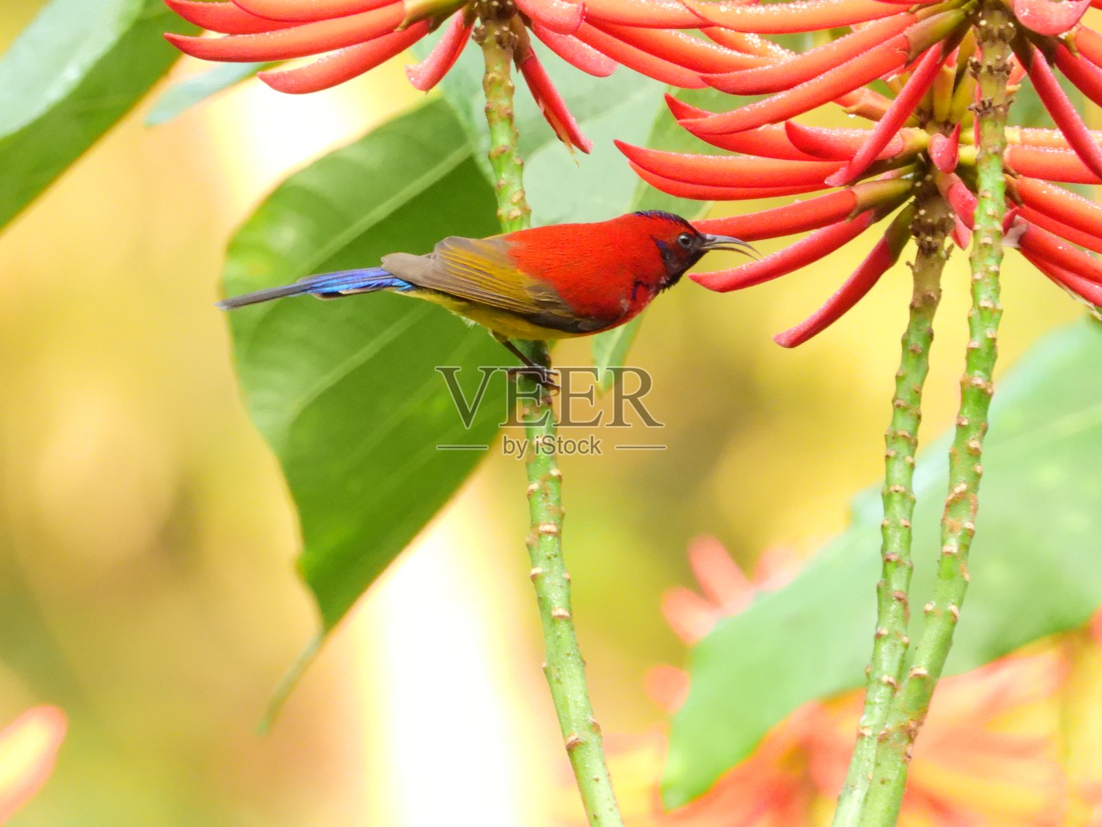 古尔德夫人的太阳鸟照片摄影图片