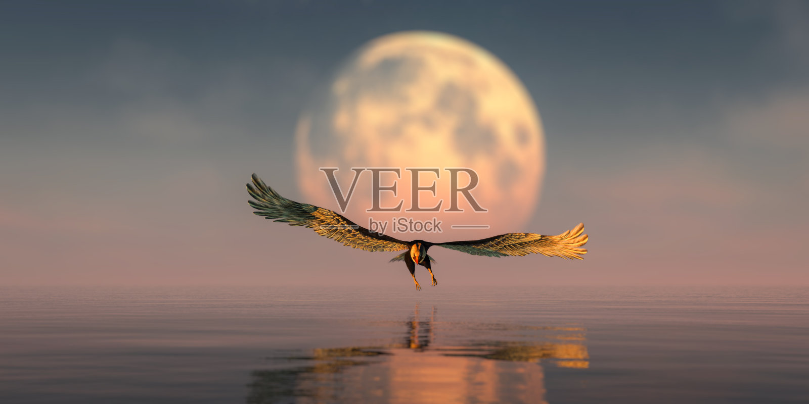 鹰在飞翔,背景是月亮照片摄影图片