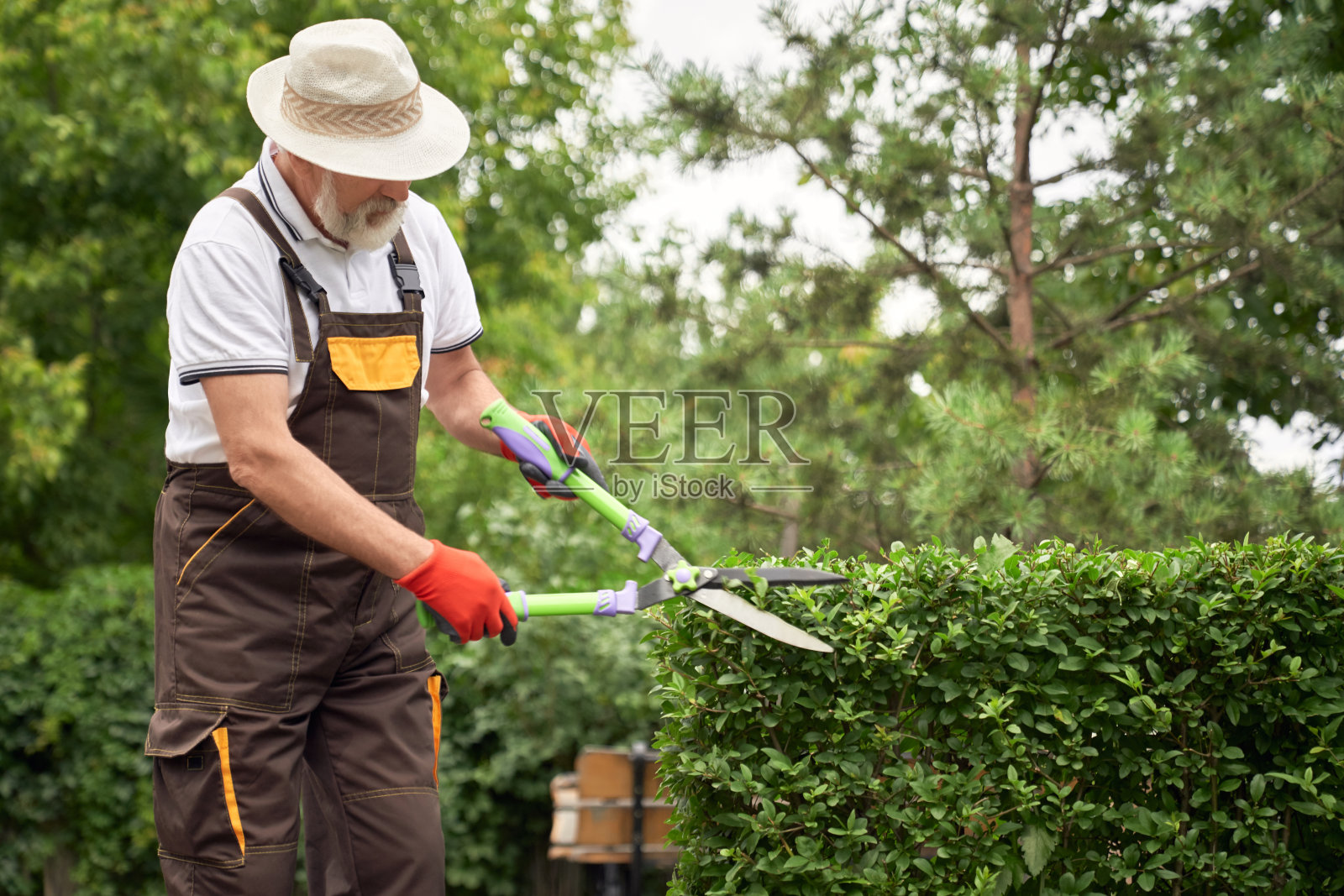 戴着帽子,修剪过度生长的灌木的男人照片摄影图片