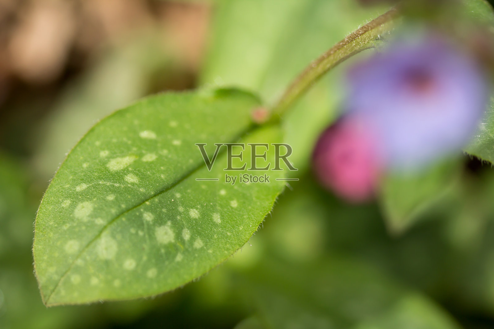 龙茅属龙茅科的一种根状药用植物,有心形的、细长的尖叶。用于胸部疾病和慢性咳嗽。照片摄影图片