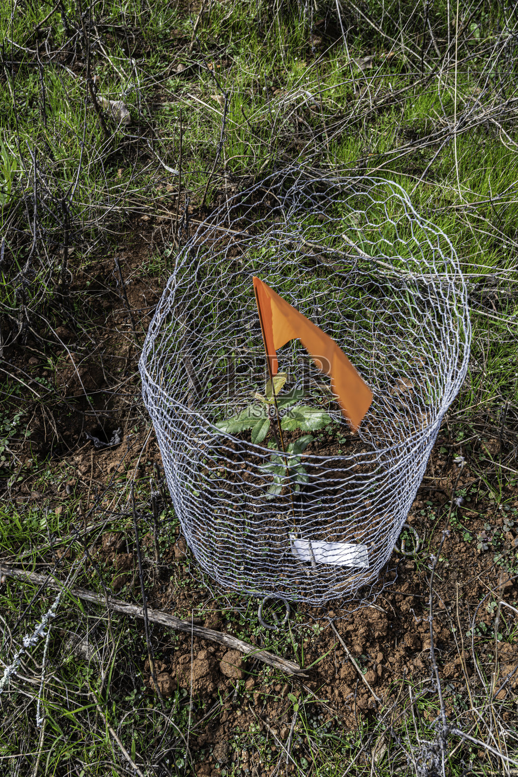 2019年Pepperwood保护区火灾后的恢复工作和新的种植;圣罗莎;加利福尼亚州索诺玛县照片摄影图片