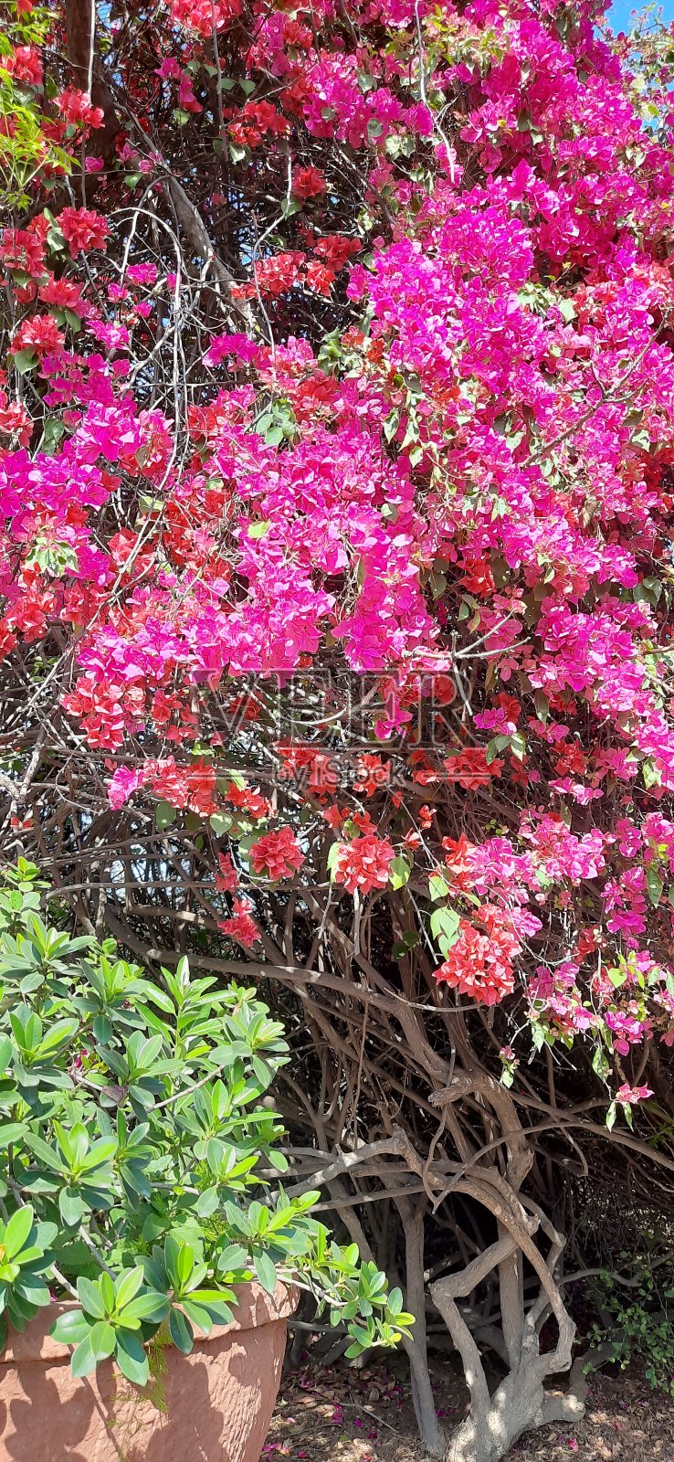 春天照片摄影图片