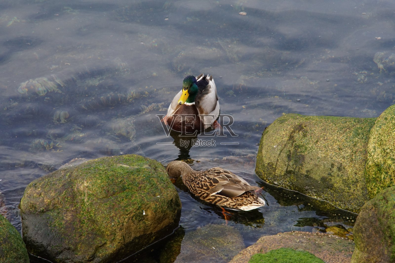 春天的时间!照片摄影图片
