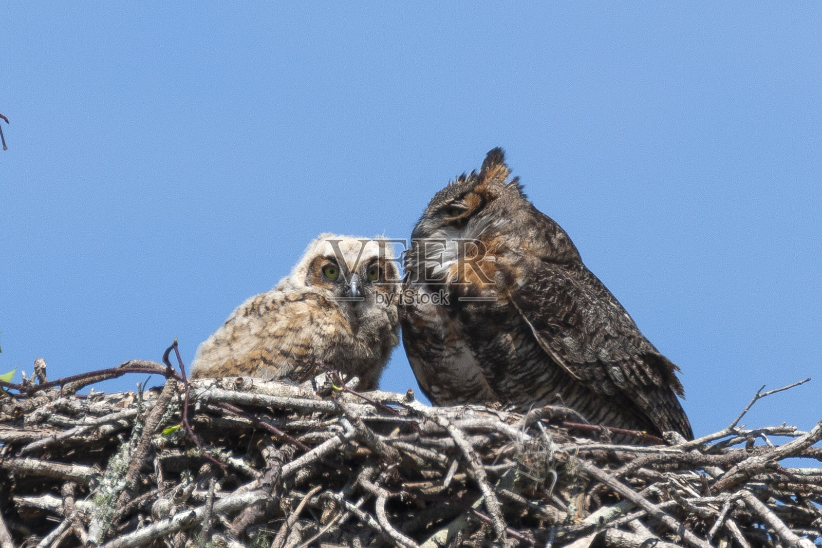 大角鸮照片摄影图片