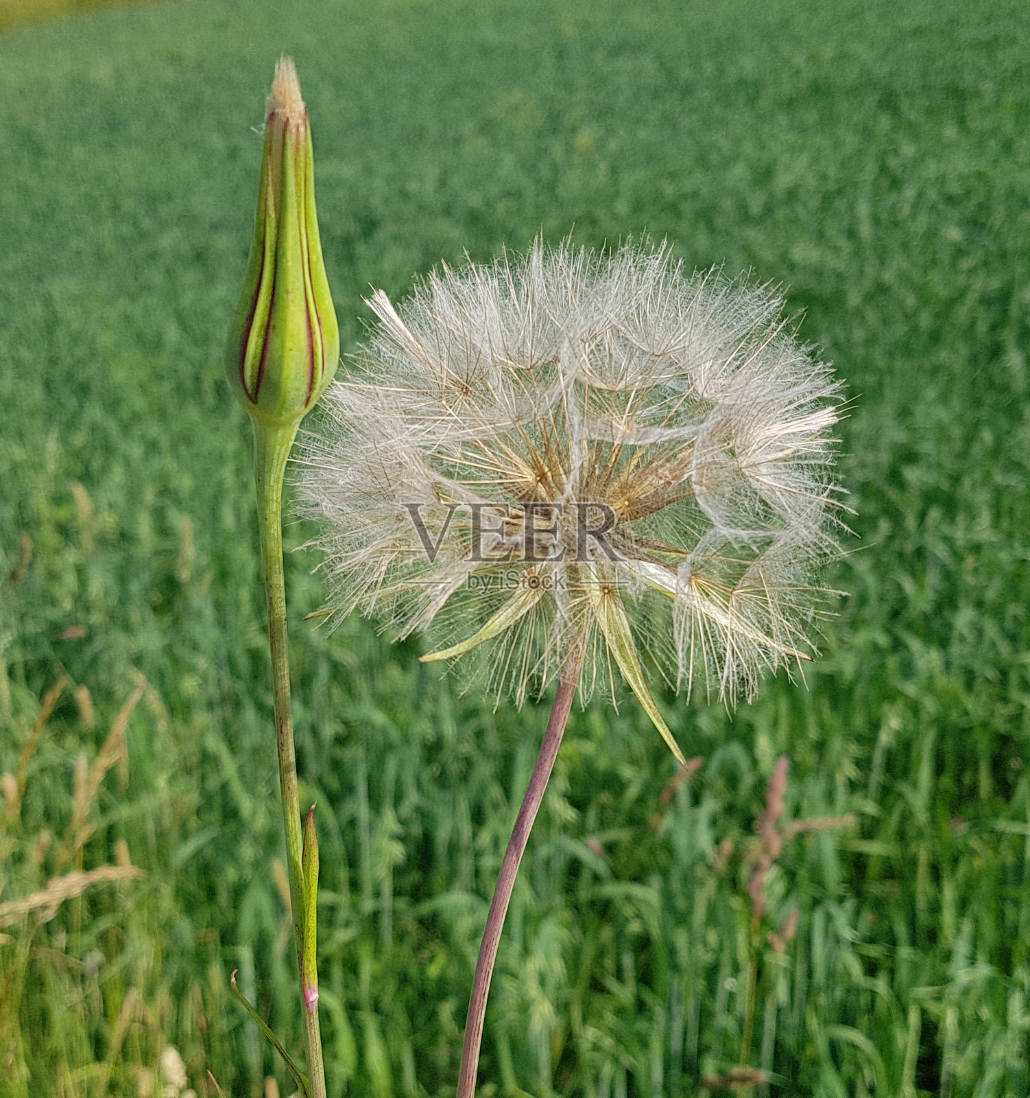 草甸、种子、花粉、植物照片摄影图片