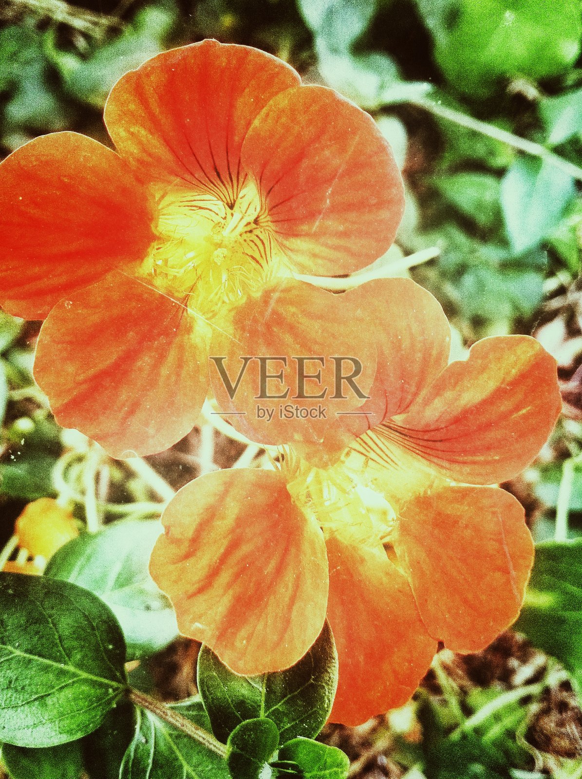 花自然叶色照片摄影图片