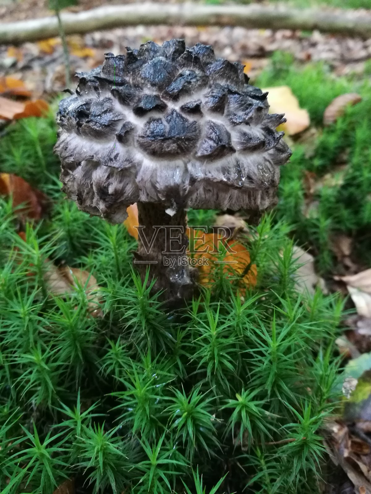 森林老人strubbelkopfröhrling照片摄影图片