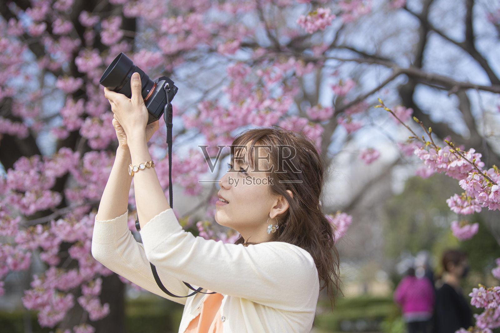 女人拍摄樱花照片摄影图片