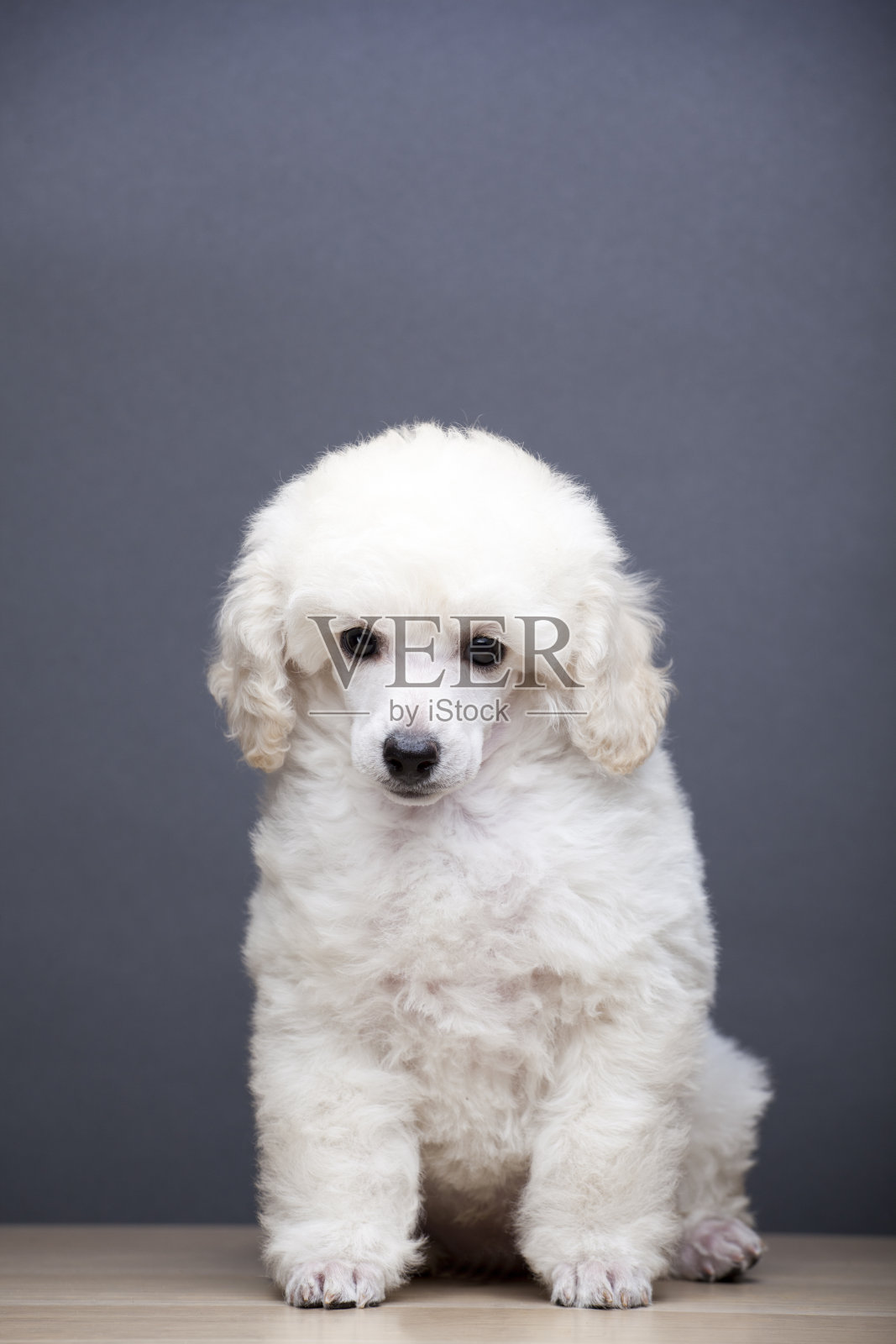 深色背景上的狗的图片照片摄影图片