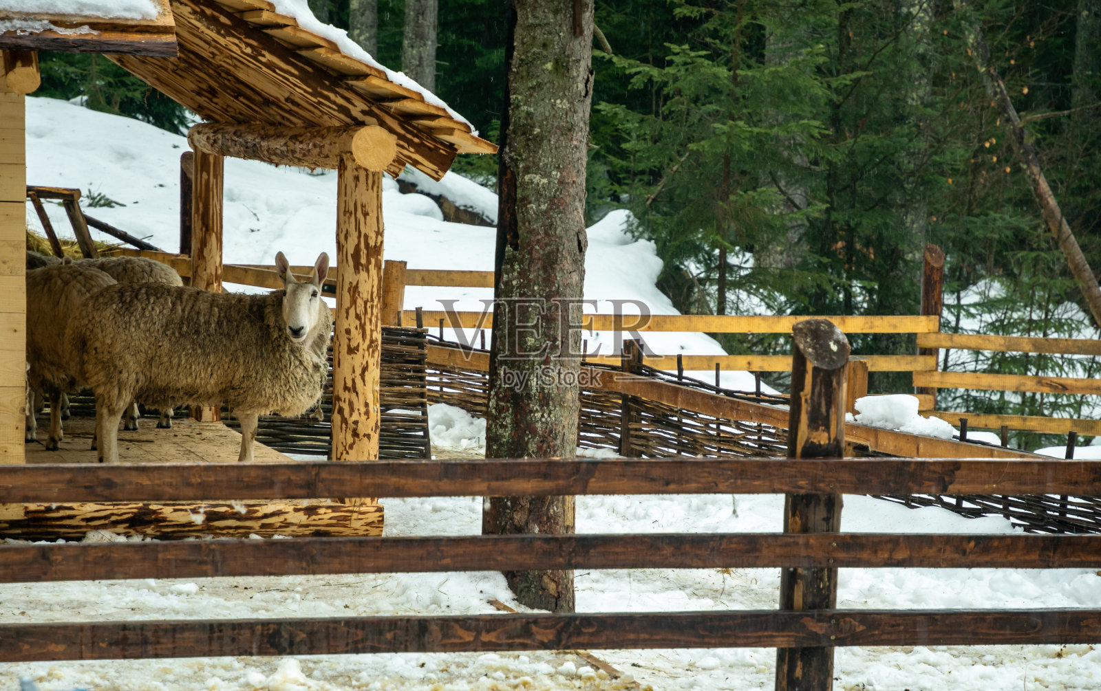 在木棚里猛闯。农场在苏格兰照片摄影图片