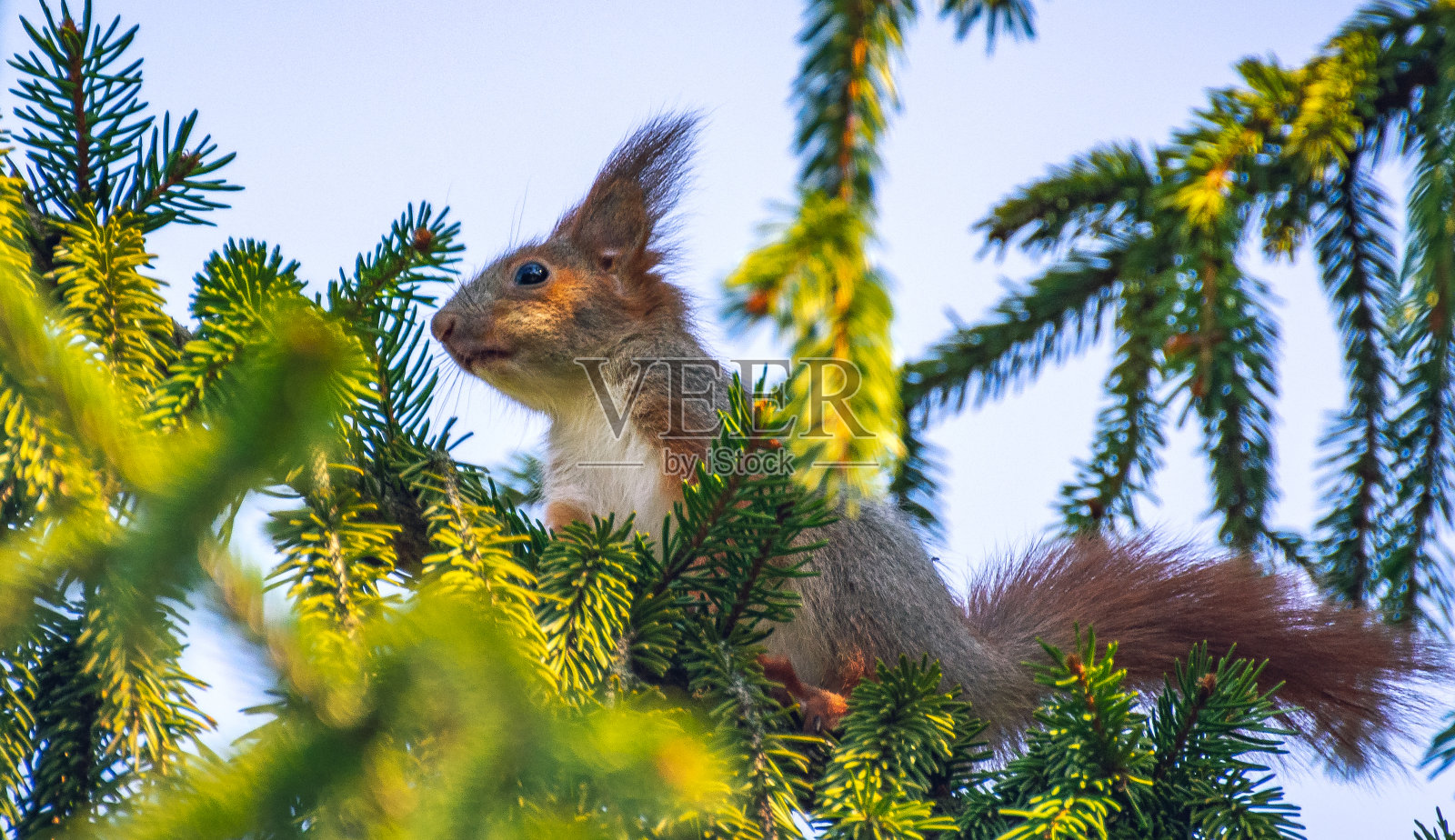 松鼠照片摄影图片