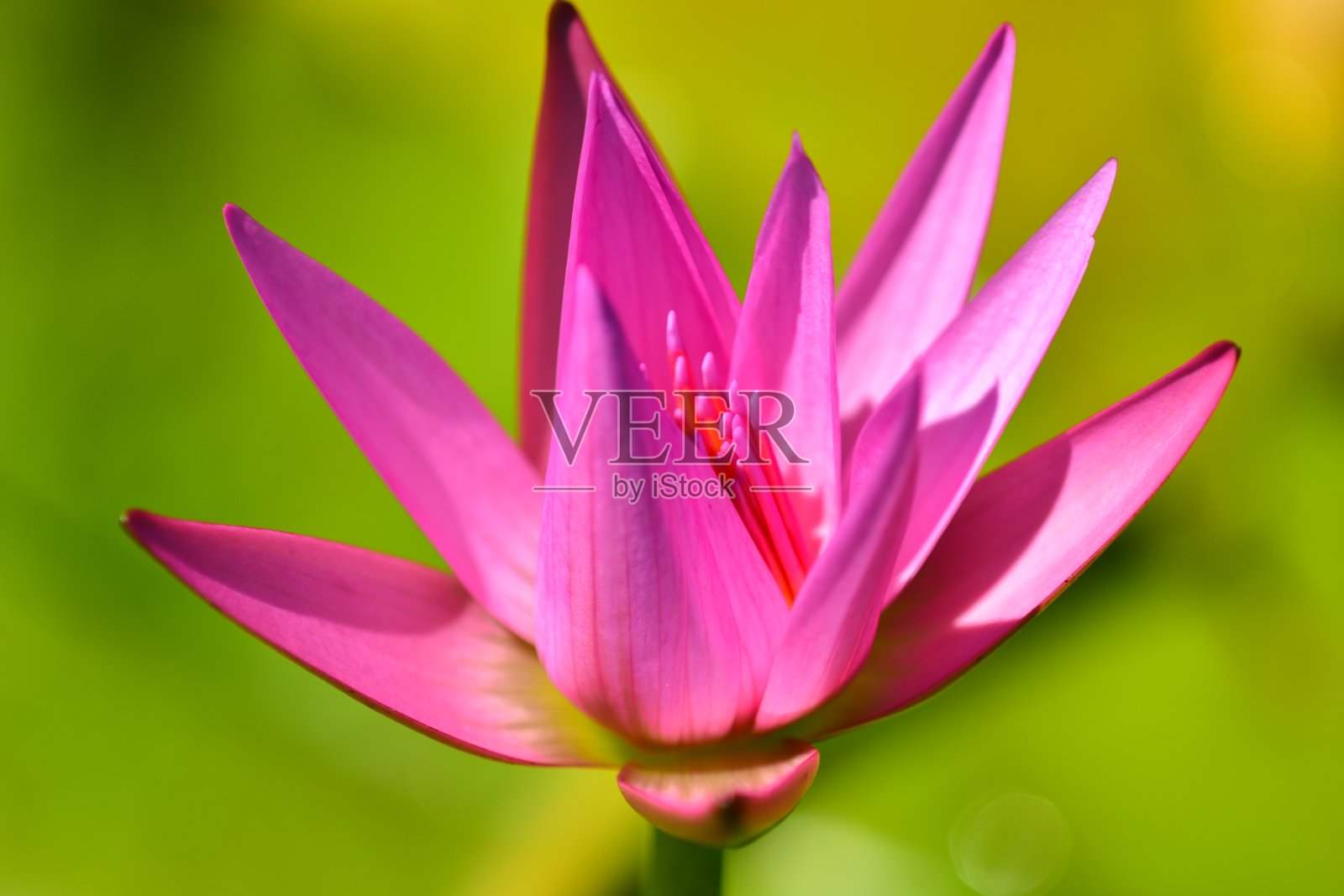 睡莲(睡莲科)的特写照片。选择性聚焦,软背景。照片摄影图片