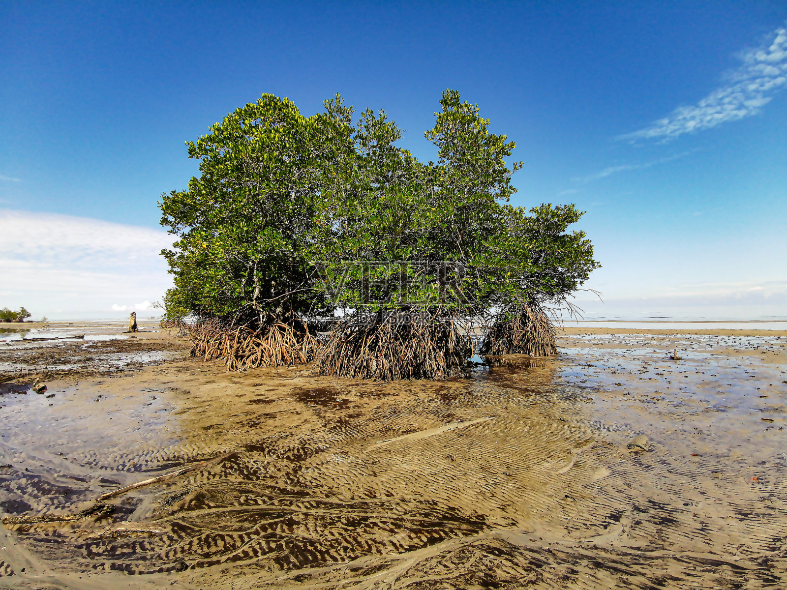 退潮时海滩中央的红树林。在阳光明媚的日子里,海滩边有美丽的红树林和蓝天照片摄影图片