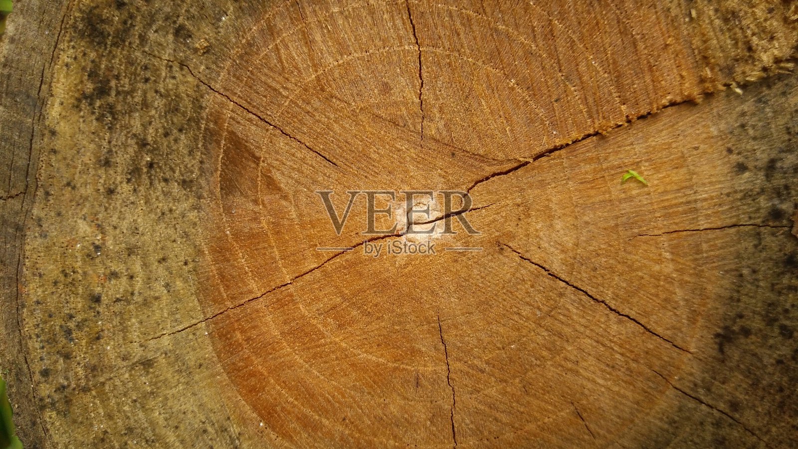 老柴照片摄影图片