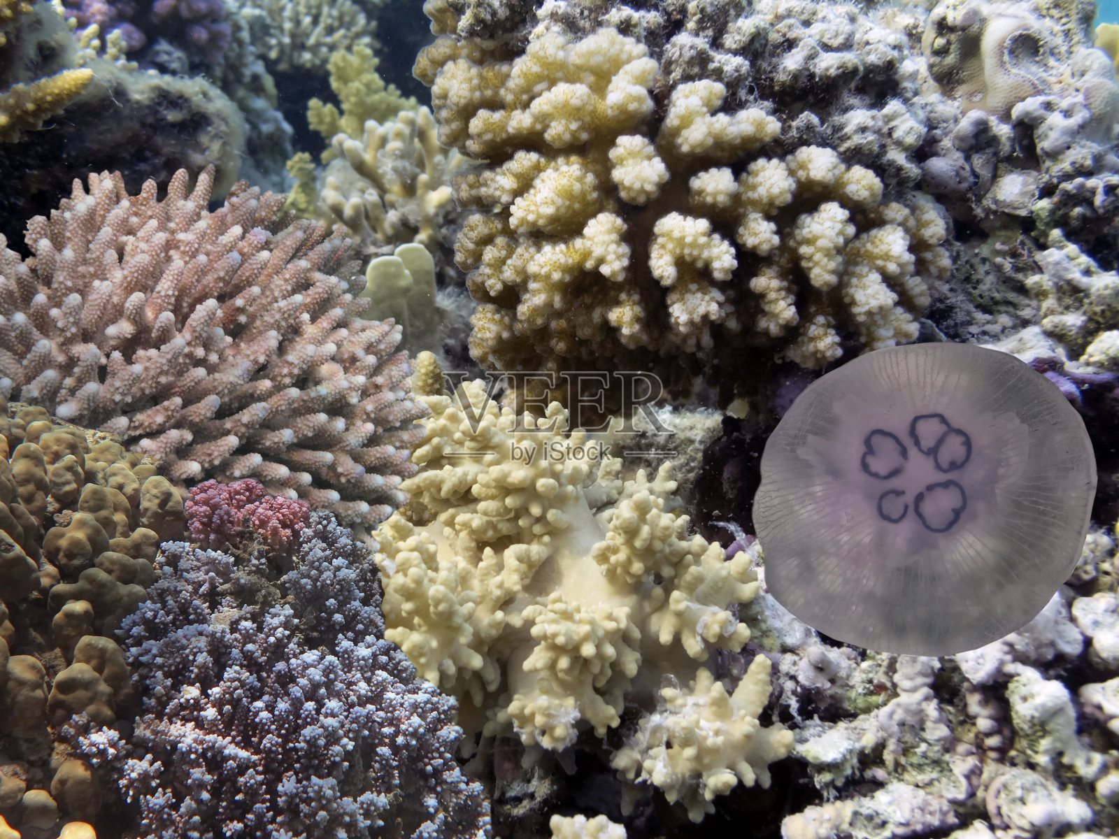 色彩斑斓的珊瑚礁水下景观与鱼类和珊瑚照片摄影图片