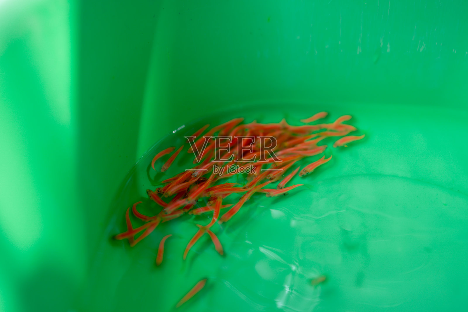 五颜六色的小鱼在水池中游动,在动物市场出售照片摄影图片