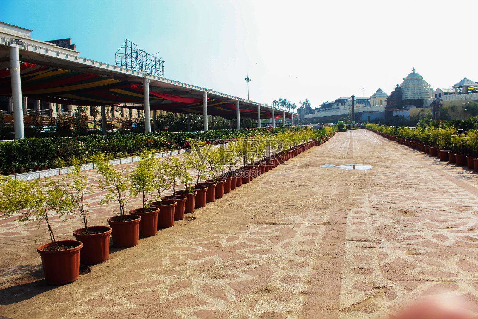 Jagannath主神庙翻新后,主路前装饰的盆栽花卉照片摄影图片