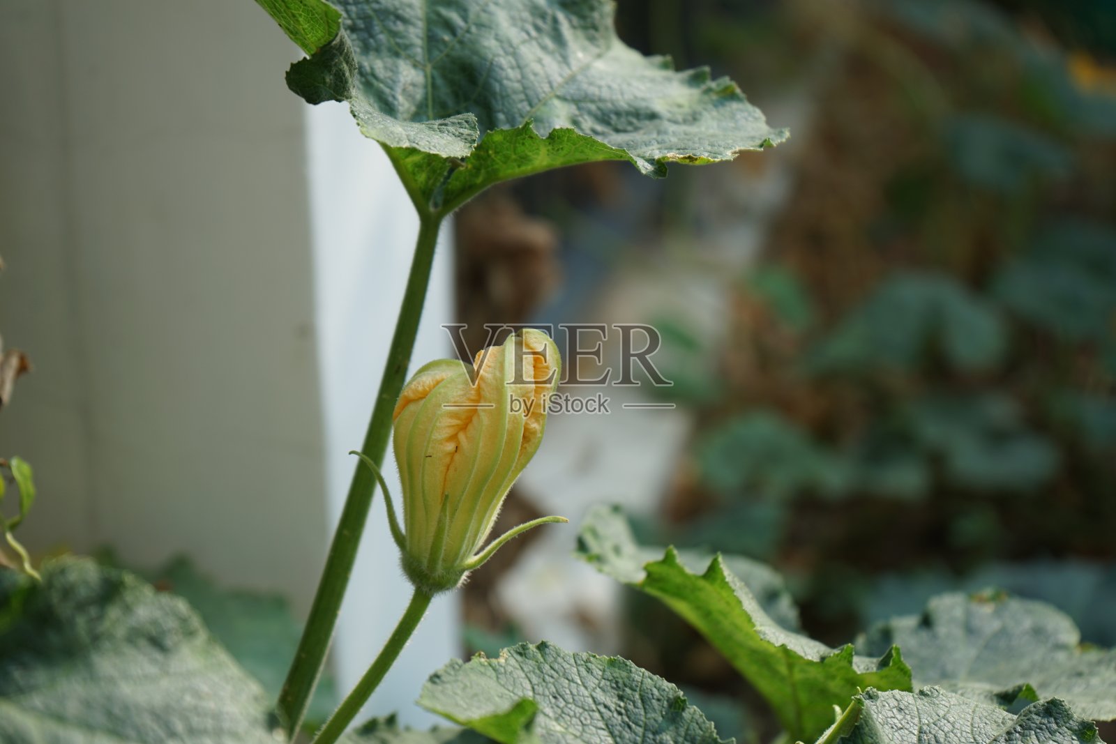 黄色的花,茎和绿叶模糊了茄子树的背景照片摄影图片