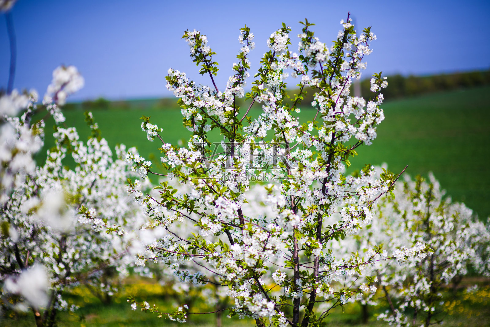 苹果园,树上开花,春天的时间照片摄影图片