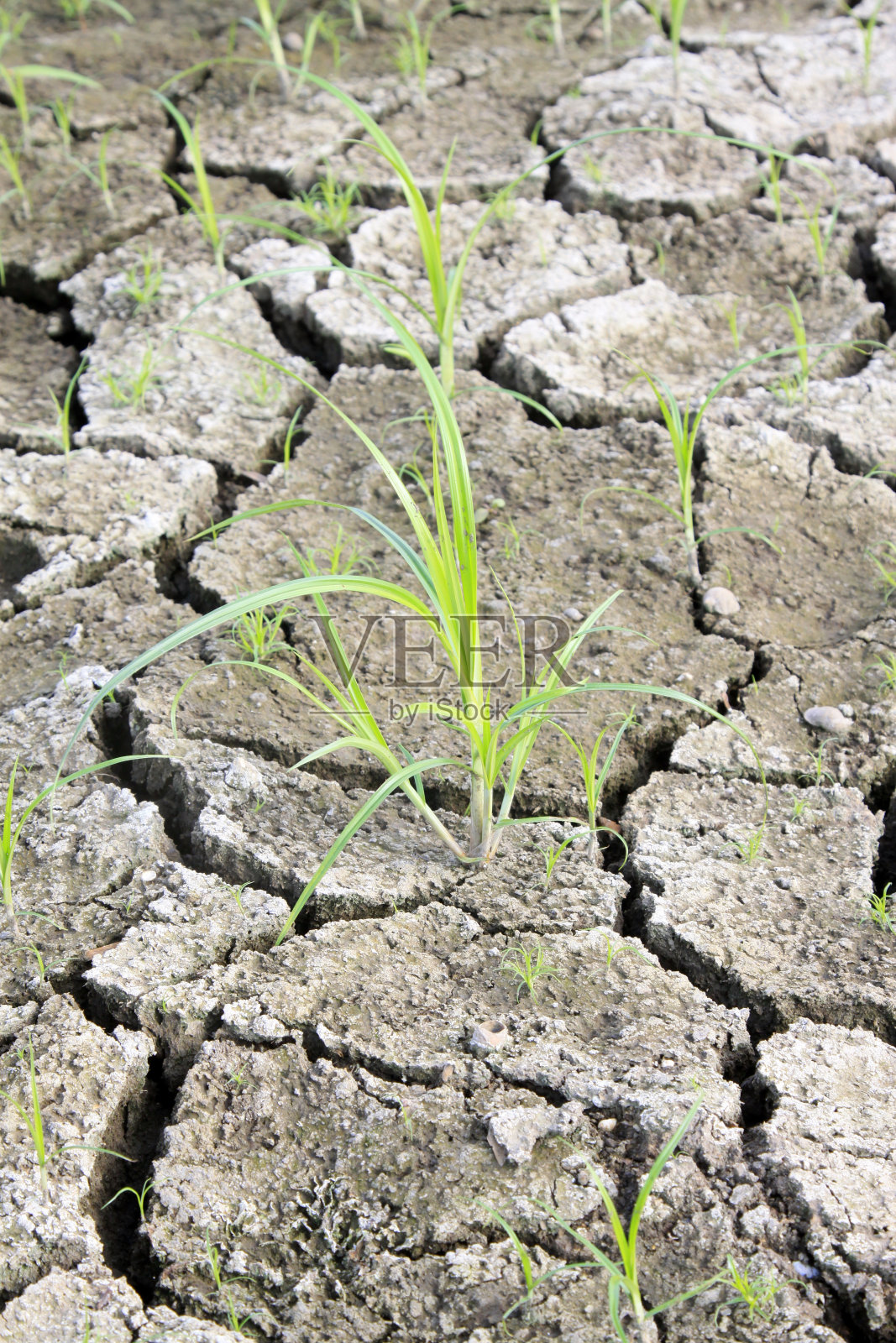 植物和干旱的土地照片摄影图片
