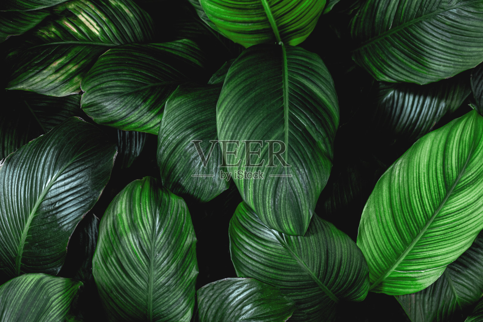 摘要绿叶背景照片摄影图片