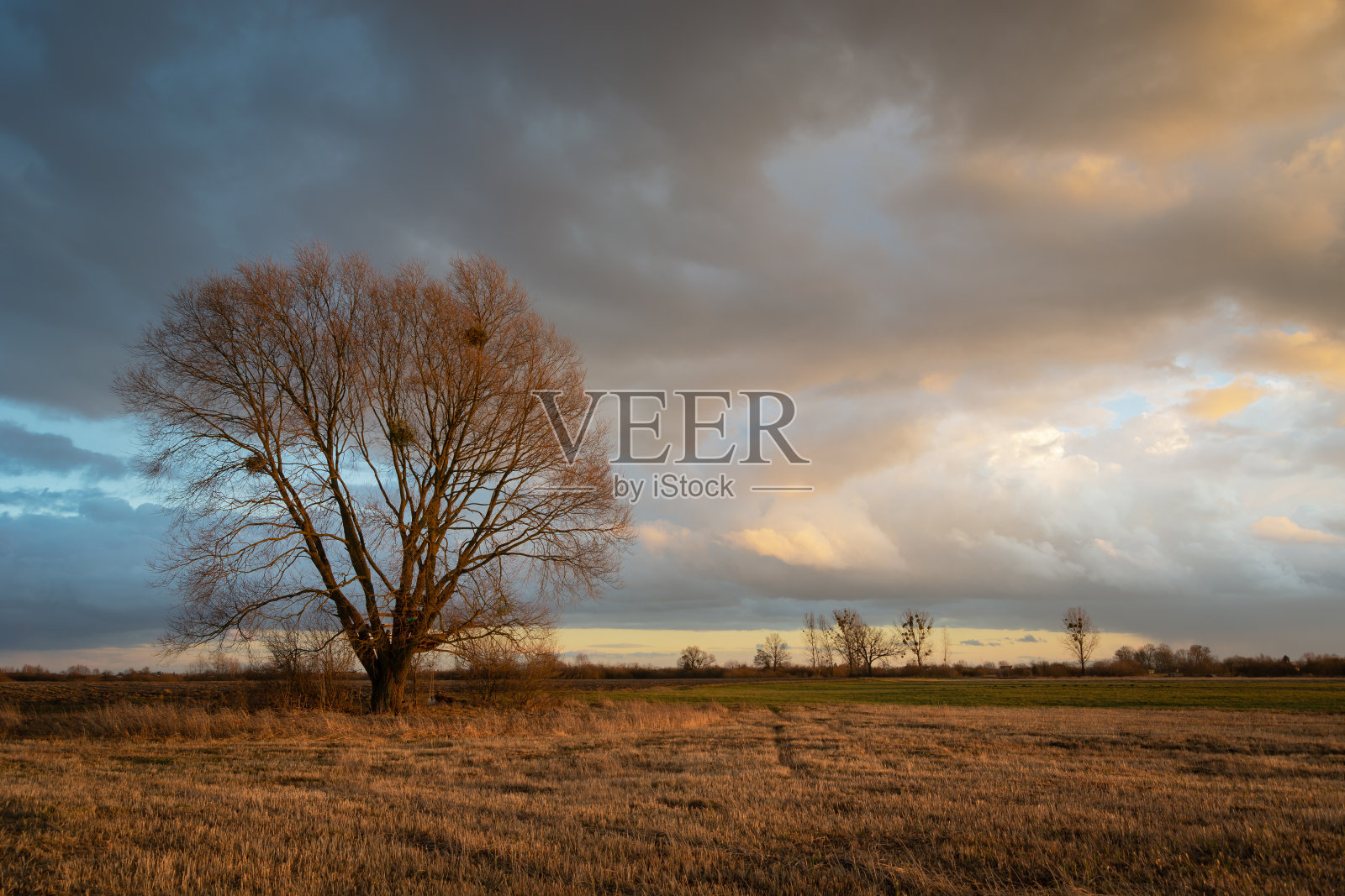 草地上没有叶子的树和天空中美丽的云照片摄影图片