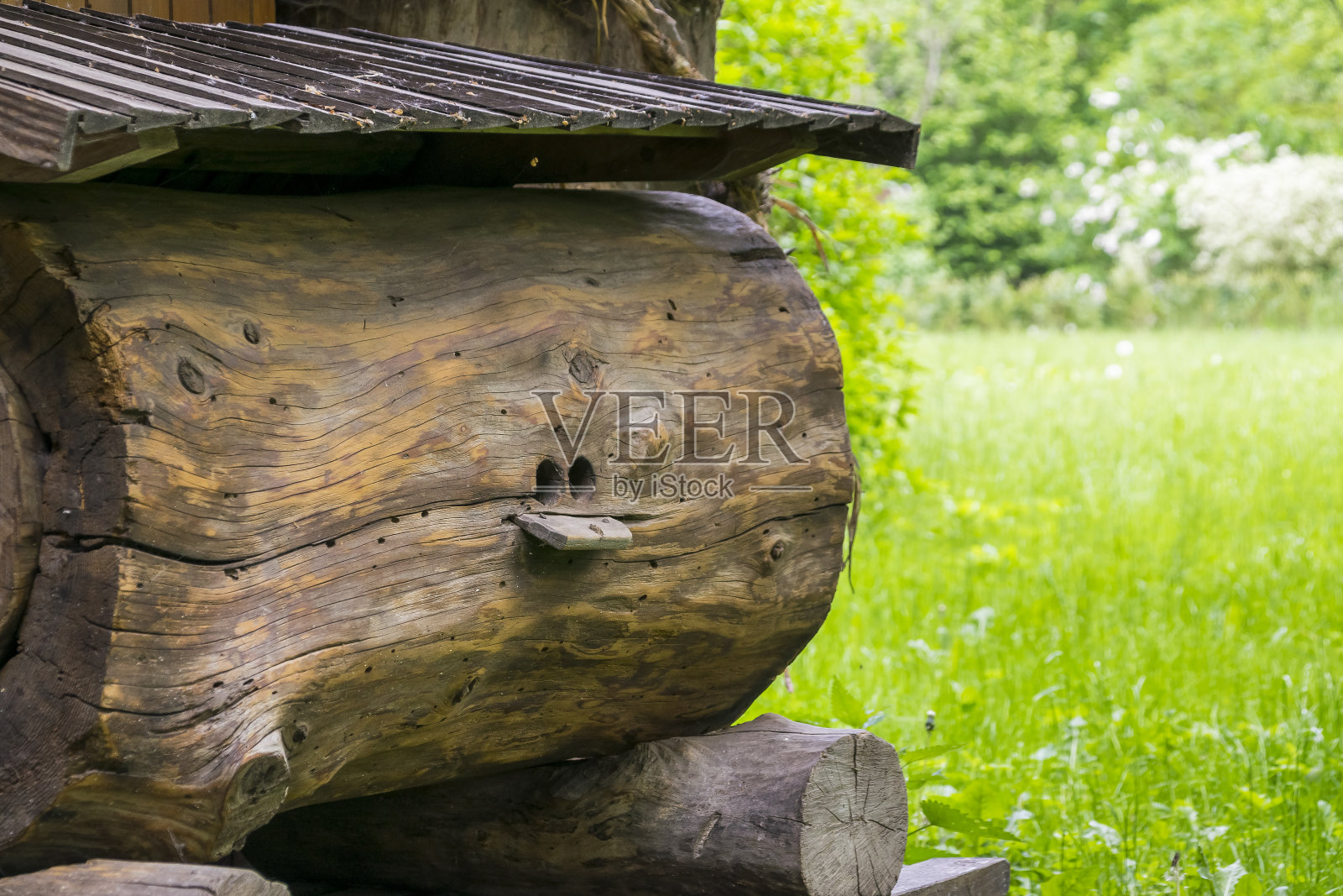 树干里的老式蜂箱照片摄影图片