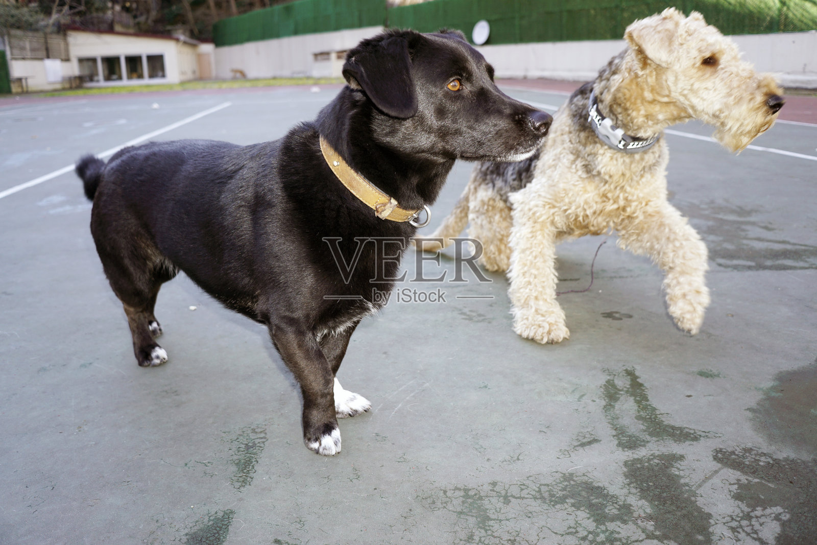 狗在公园里玩照片摄影图片