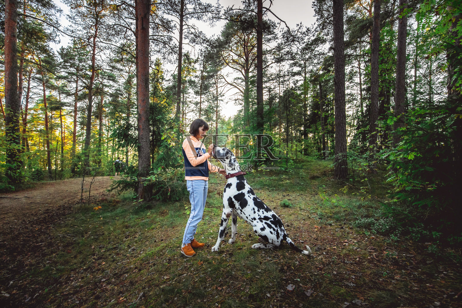 女子在森林里和斑点狗一起锻炼照片摄影图片