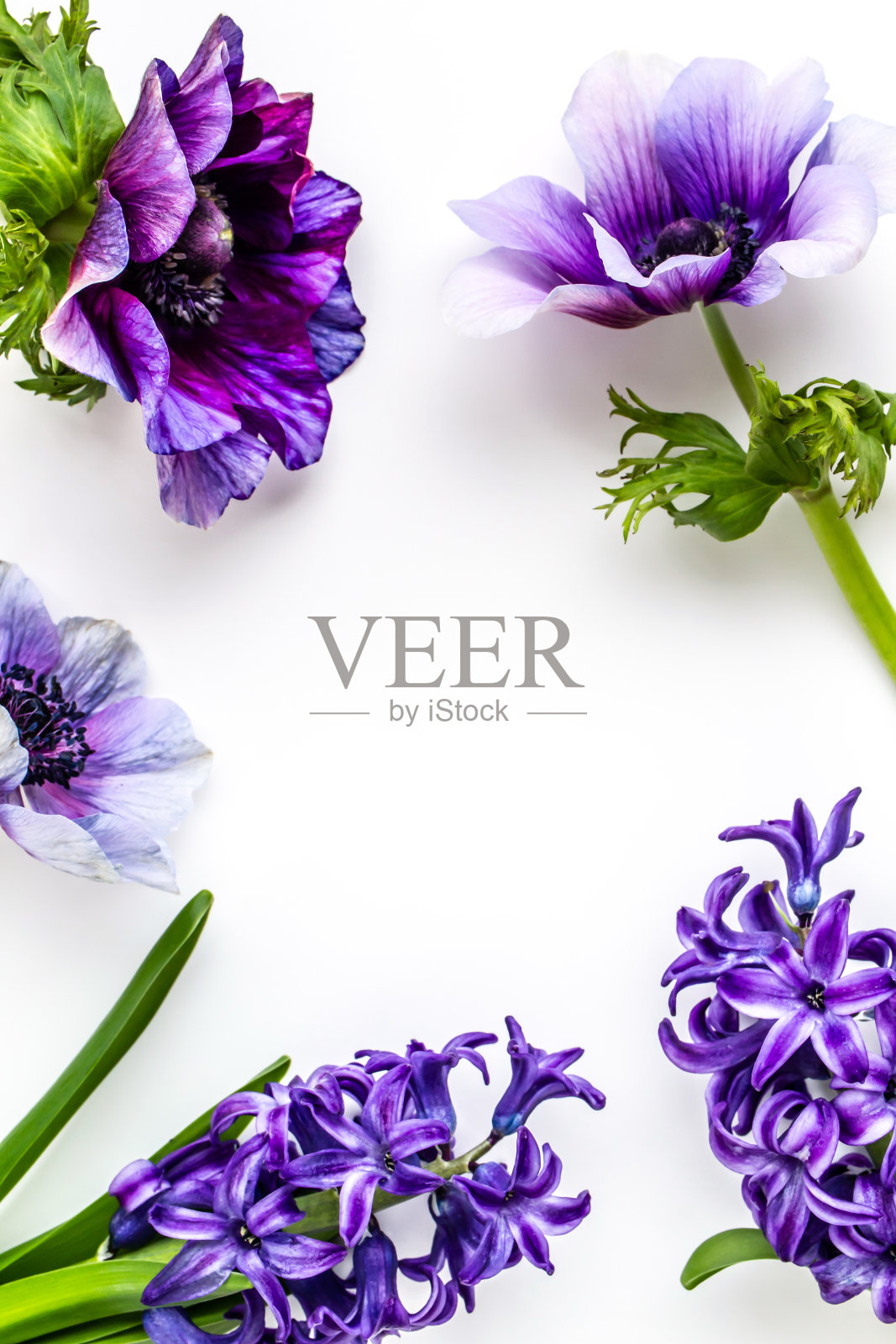 风信子和海葵植物架照片摄影图片