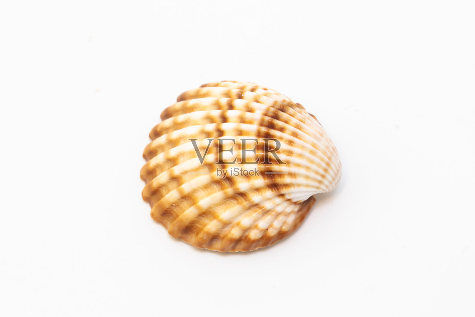美丽的贝壳孤立在白色的背景照片摄影图片