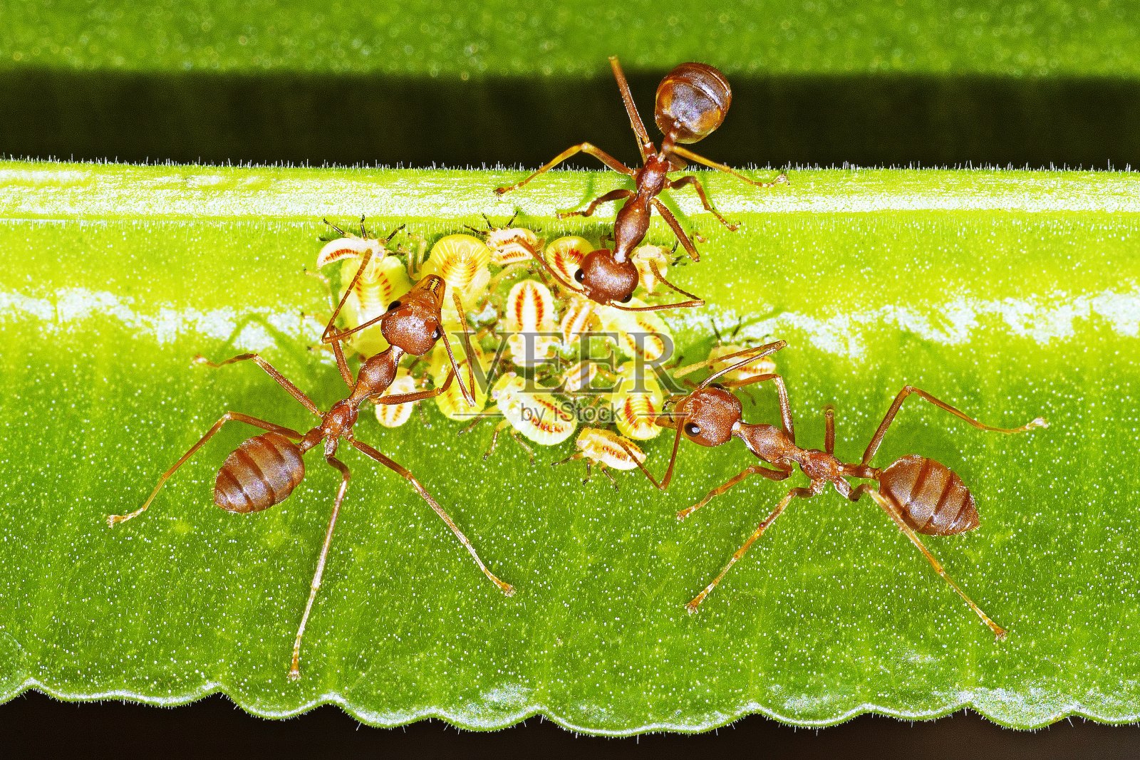 绿色的树枝上有蚂蚁和蚜虫。照片摄影图片