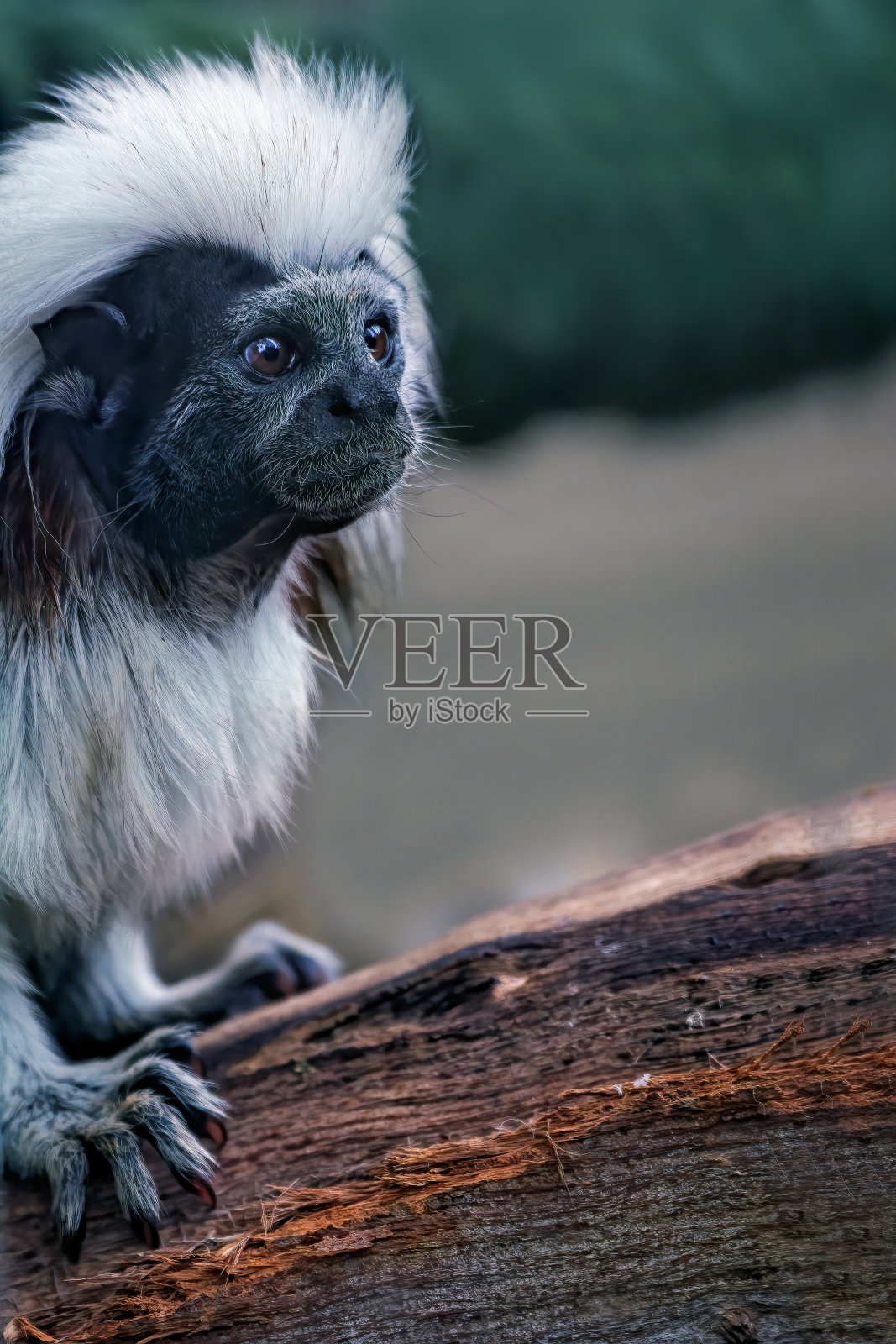 棉顶狨猴(俄狄浦斯猴)照片摄影图片