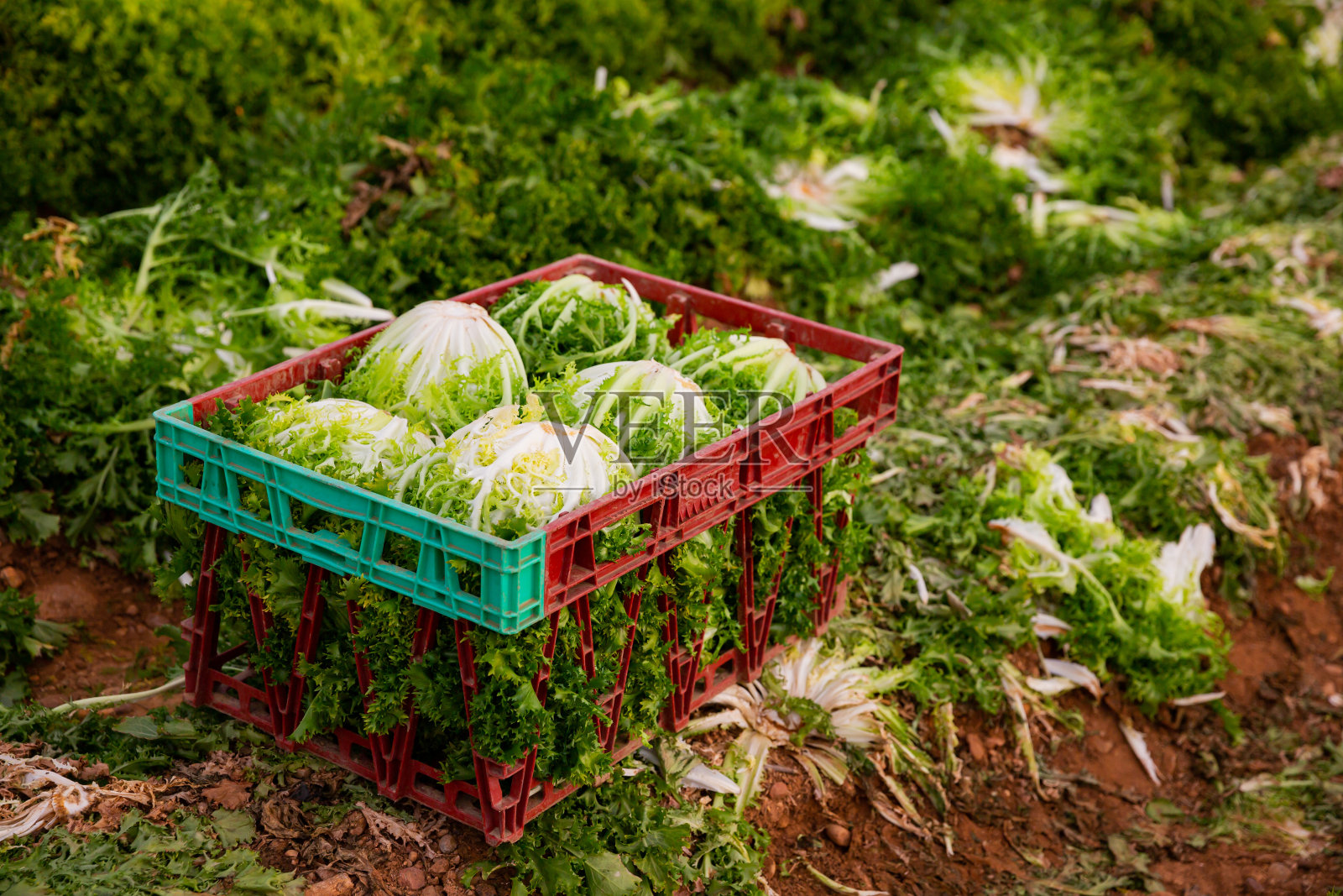 在花园中收获绿莴苣时,在板条箱中收获照片摄影图片